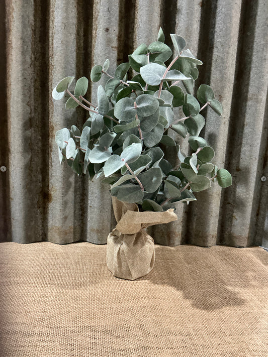 Eucalyptus Tree