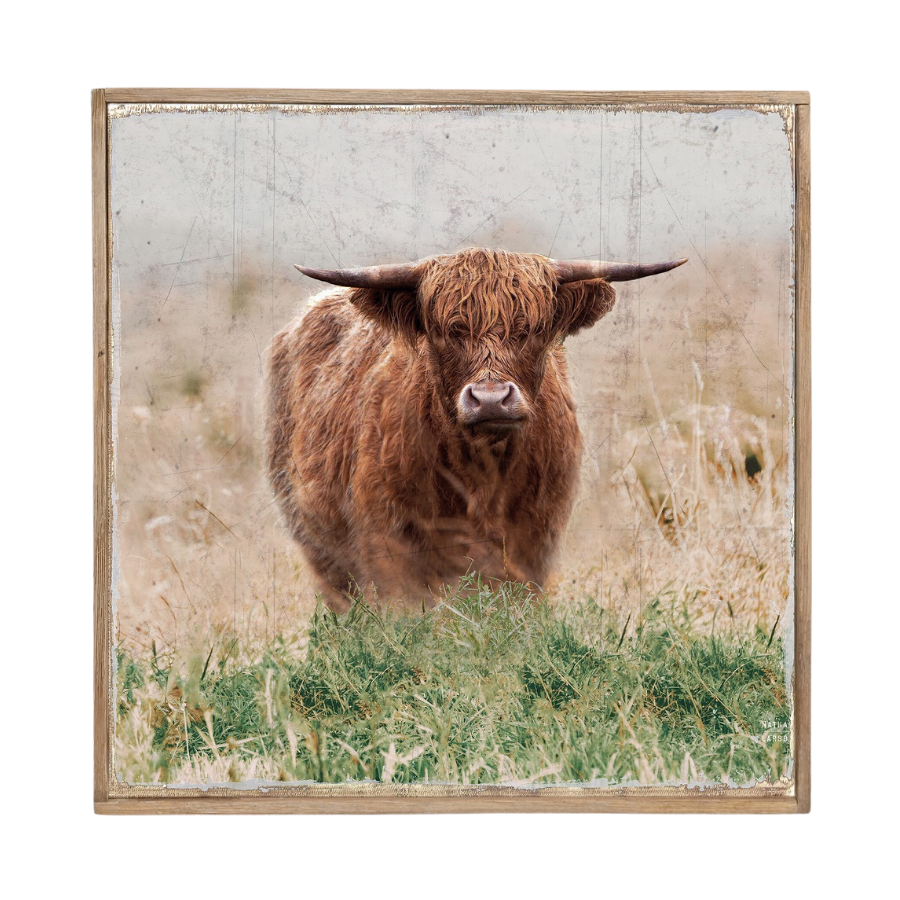 Standing Highland Cow Framed Canvas